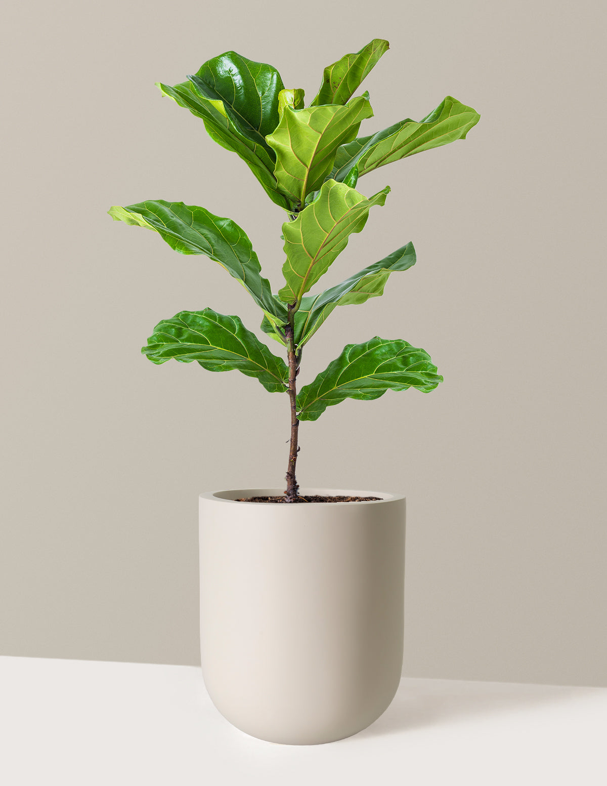 Deve Tabanı Fiddle Leaf Fig Bush