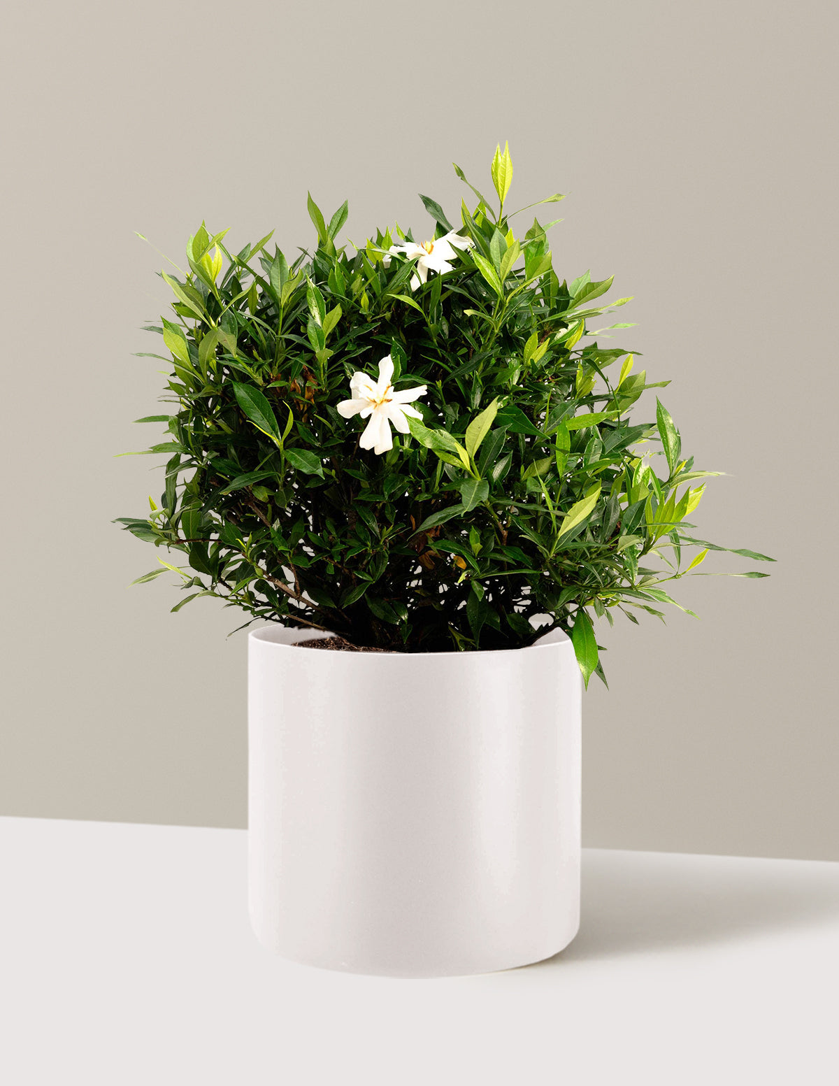 Frost Proof Gardenia (Donmaya Dayanıklı Gardenya)
