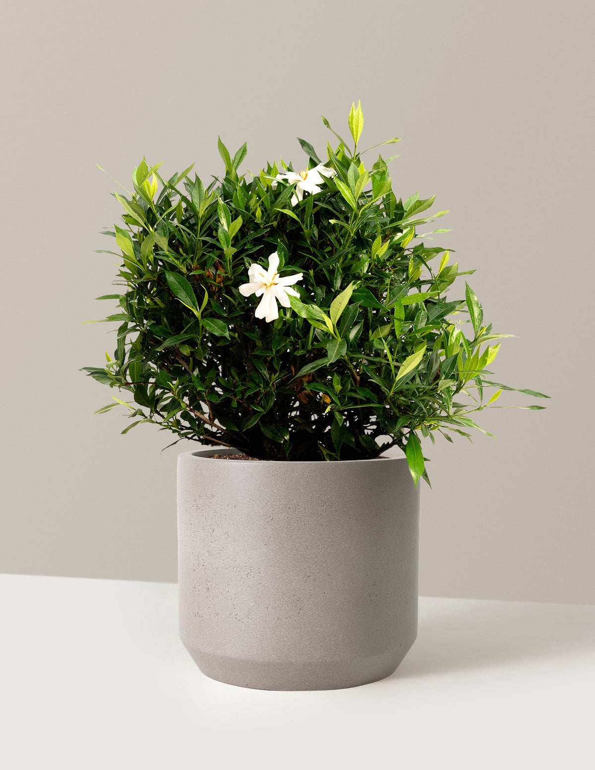 Frost Proof Gardenia (Donmaya Dayanıklı Gardenya)