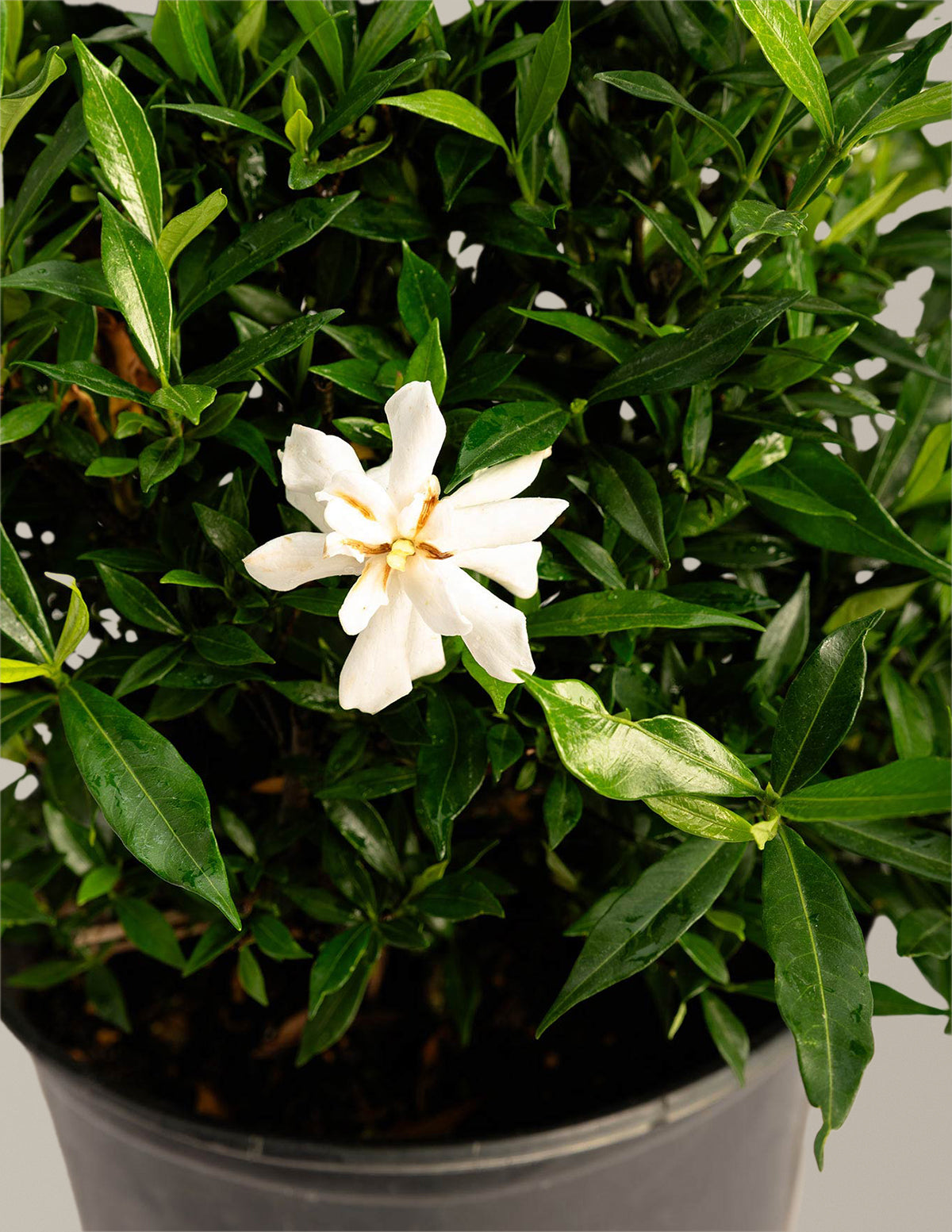 Frost Proof Gardenia (Donmaya Dayanıklı Gardenya)