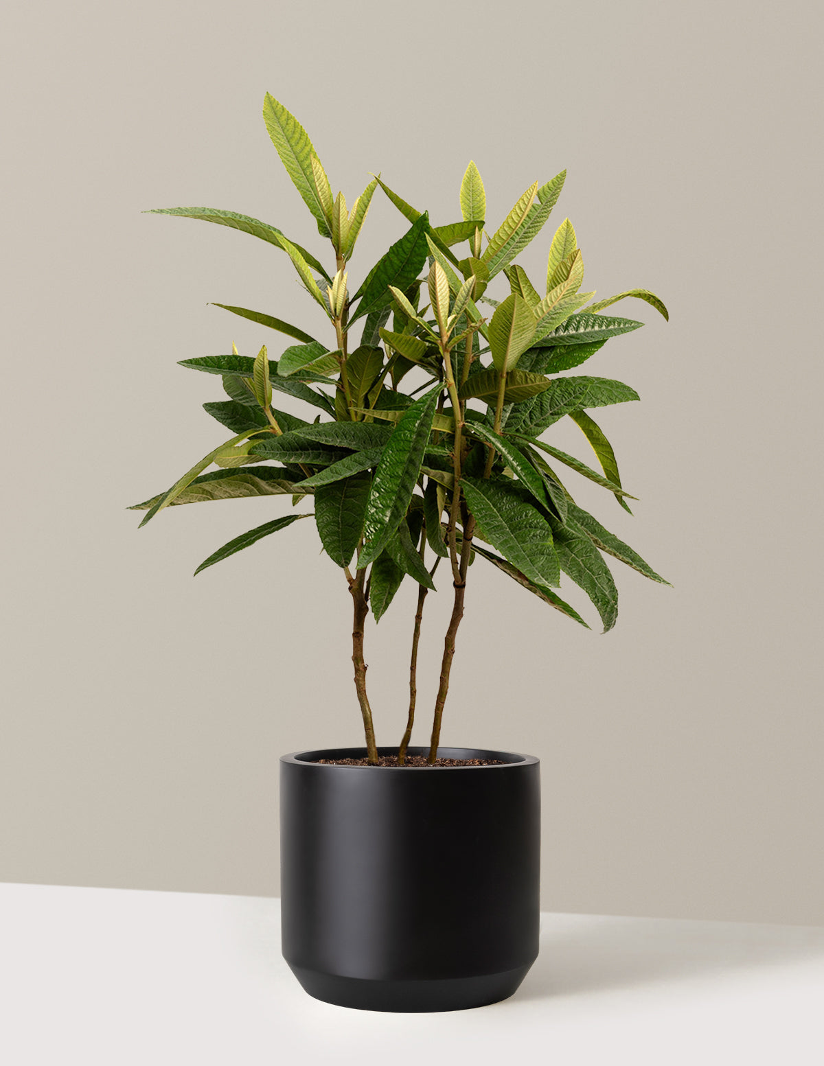 Japon Malta Eriği (Eriobotrya japonica)