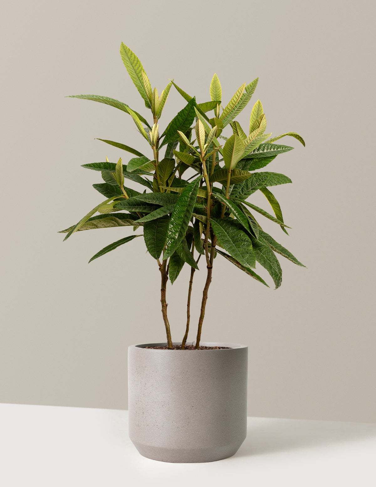 Japon Malta Eriği (Eriobotrya japonica)
