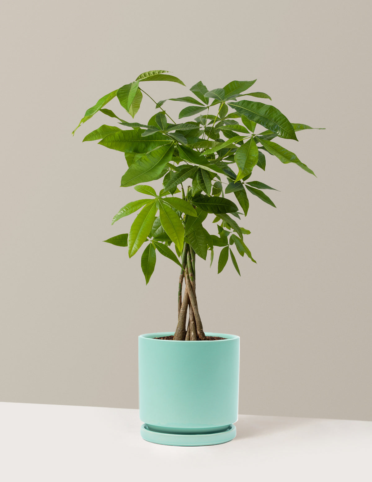 Para Ağacı (Money Tree)