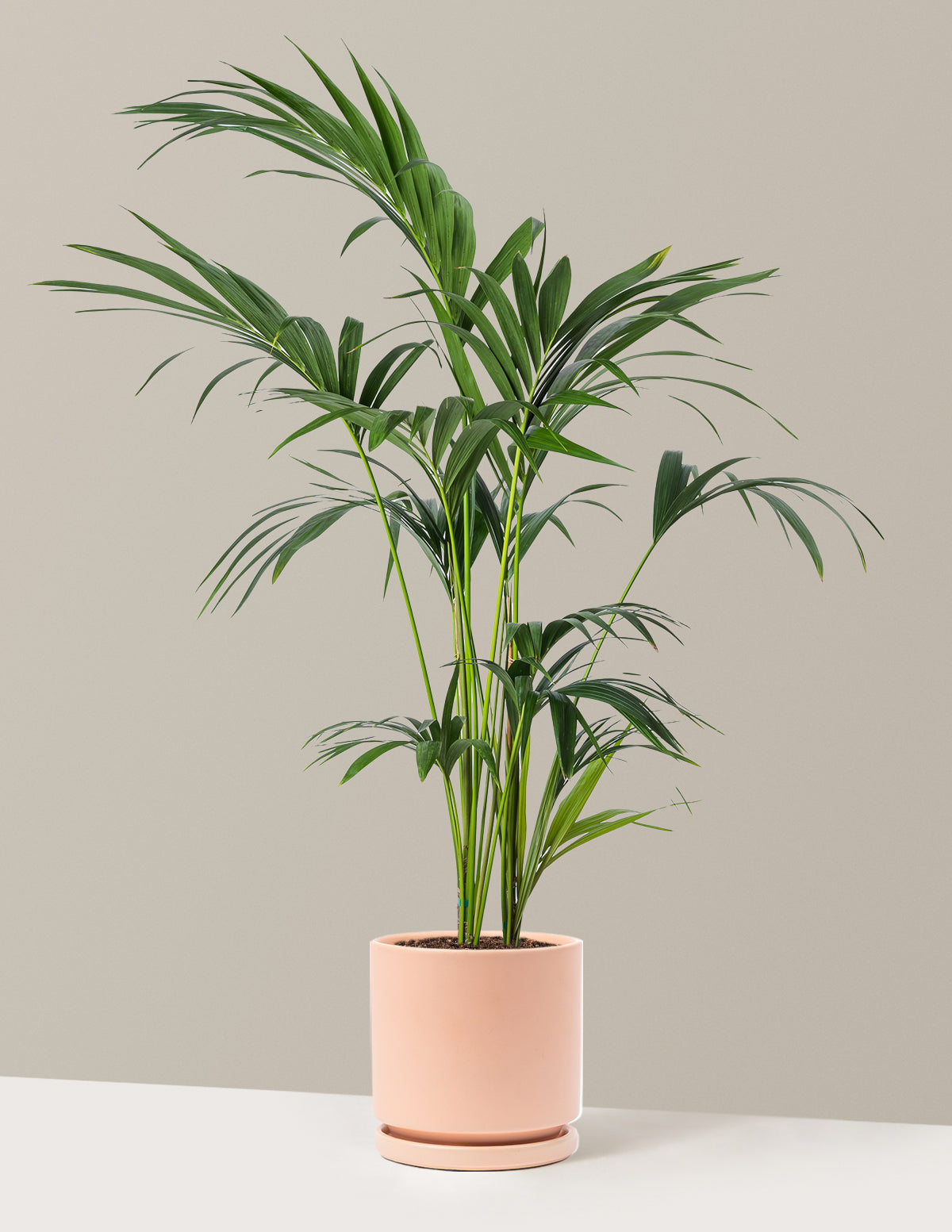 Kentia Palmiyesi