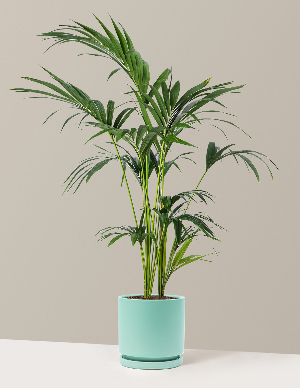 Kentia Palmiyesi
