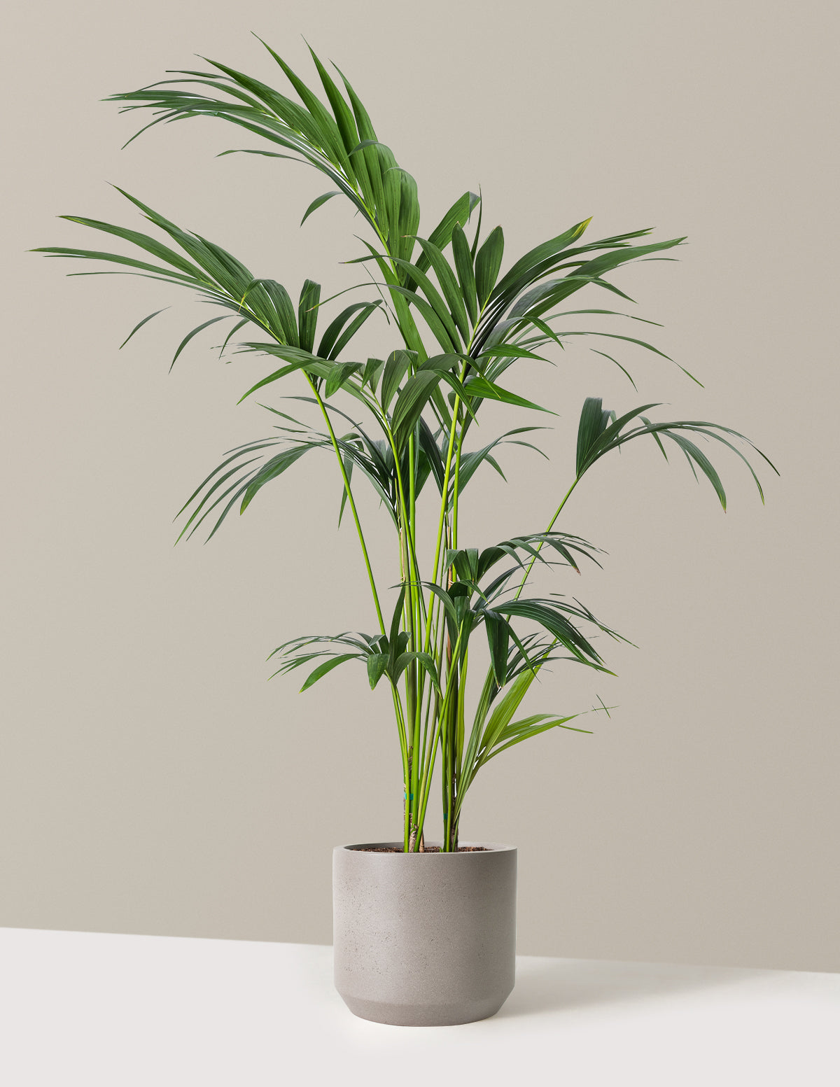 Kentia Palmiyesi