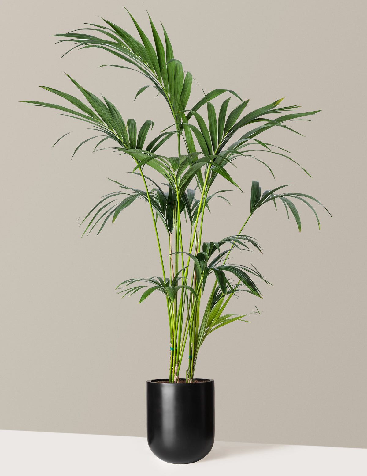 Kentia Palmiyesi