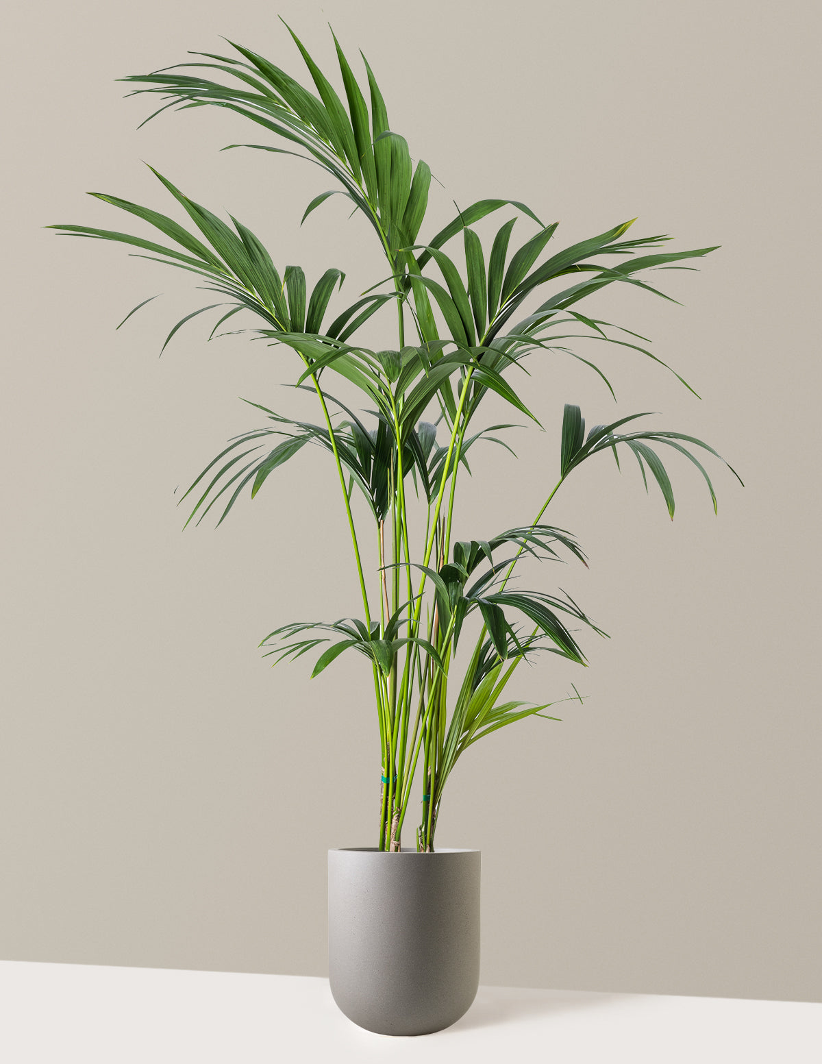 Kentia Palmiyesi