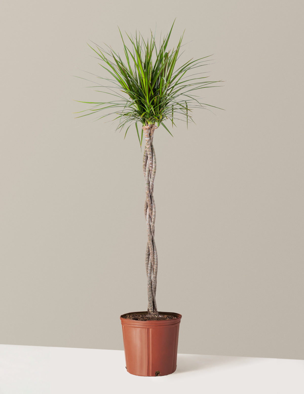 Örgü Gövdeli Dracaena Marginata