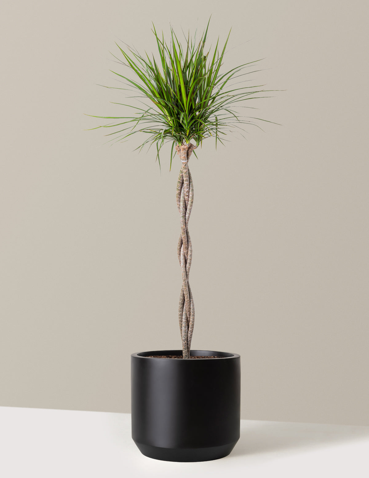 Örgü Gövdeli Dracaena Marginata
