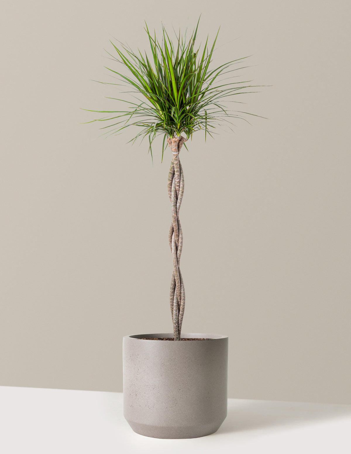 Örgü Gövdeli Dracaena Marginata