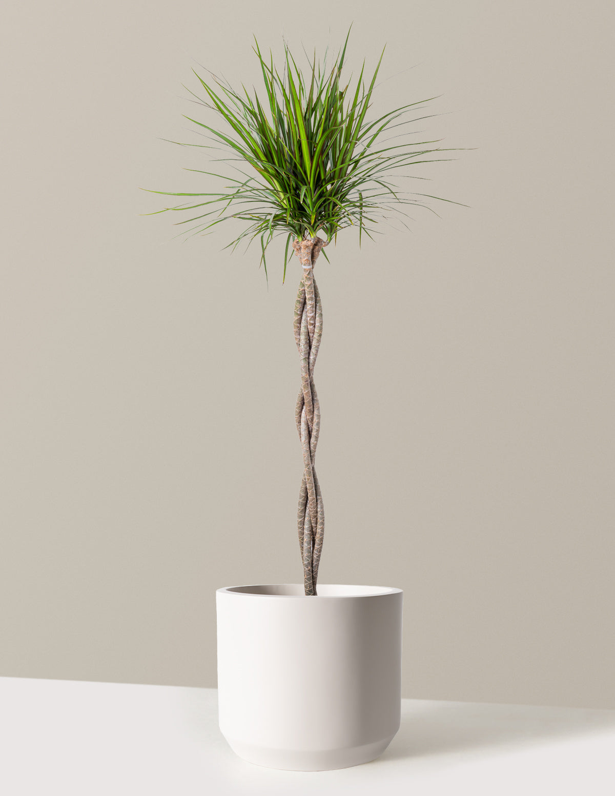 Örgü Gövdeli Dracaena Marginata
