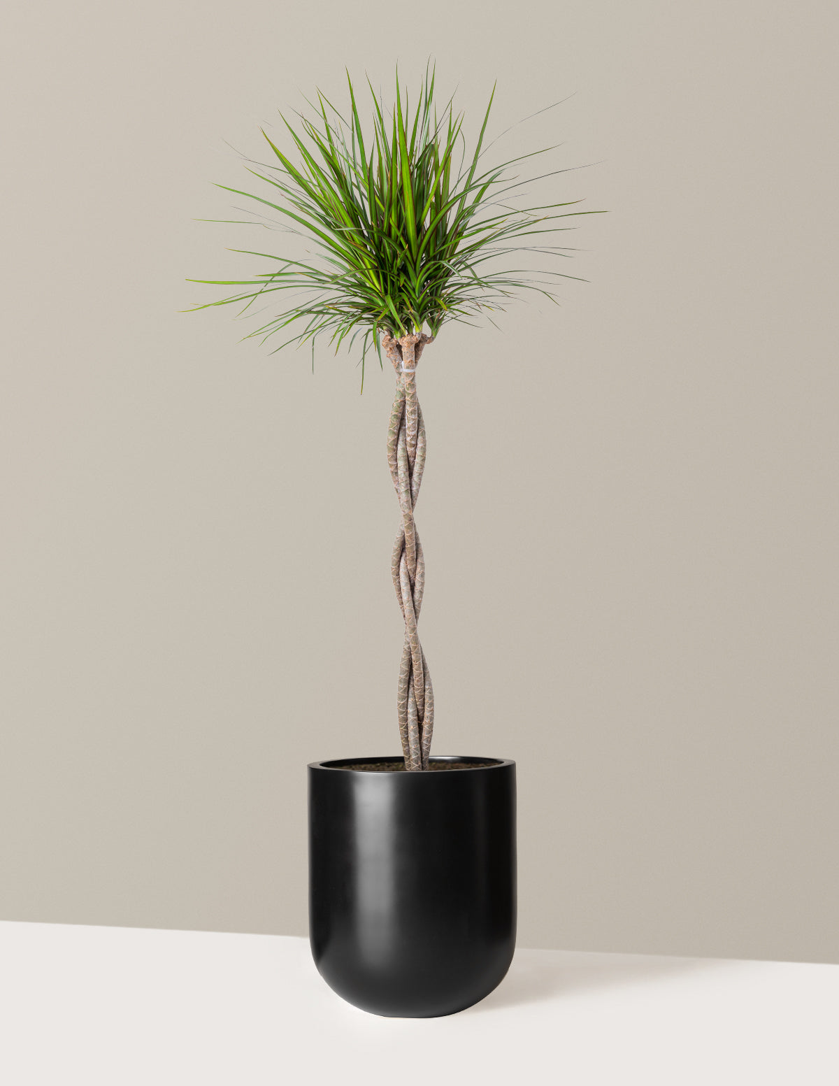 Örgü Gövdeli Dracaena Marginata