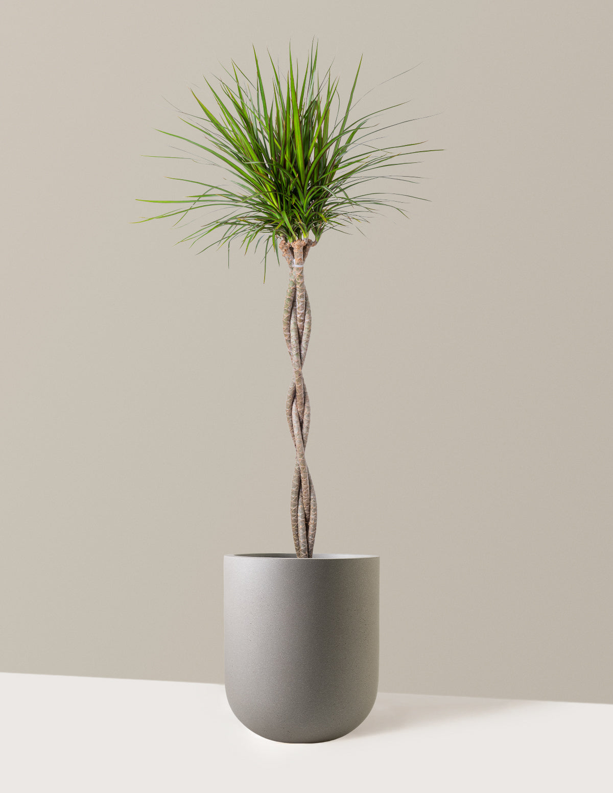Örgü Gövdeli Dracaena Marginata