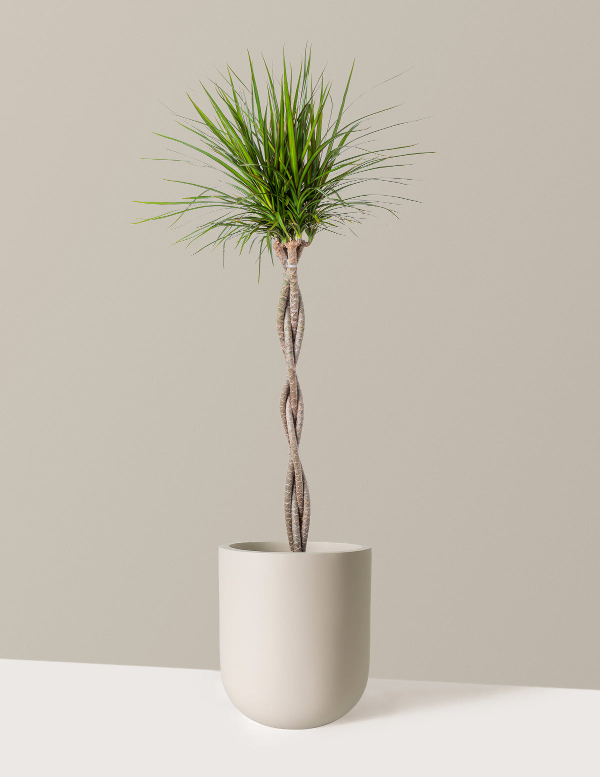 Örgü Gövdeli Dracaena Marginata