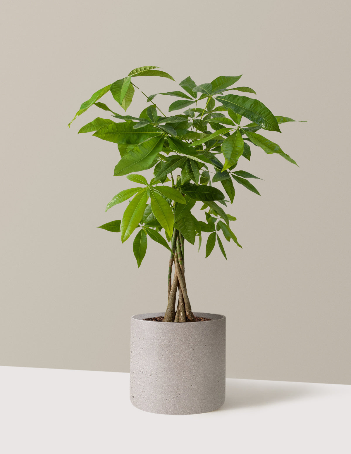 Para Ağacı (Money Tree)