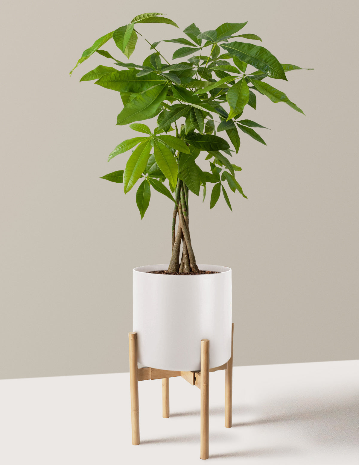 Para Ağacı (Money Tree)