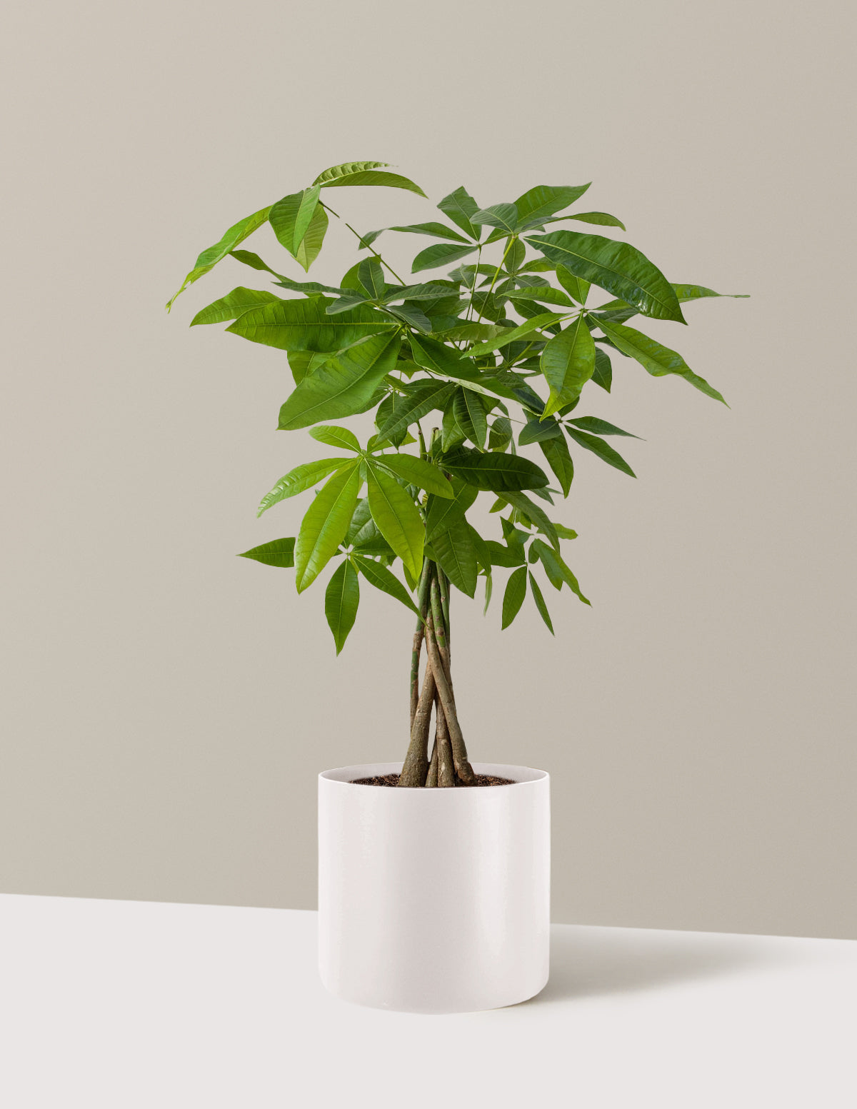 Para Ağacı (Money Tree)