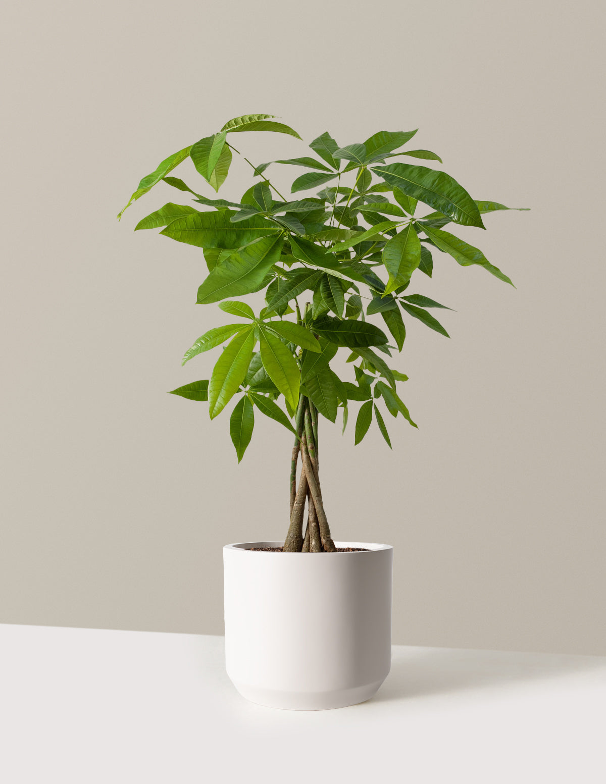 Para Ağacı (Money Tree)