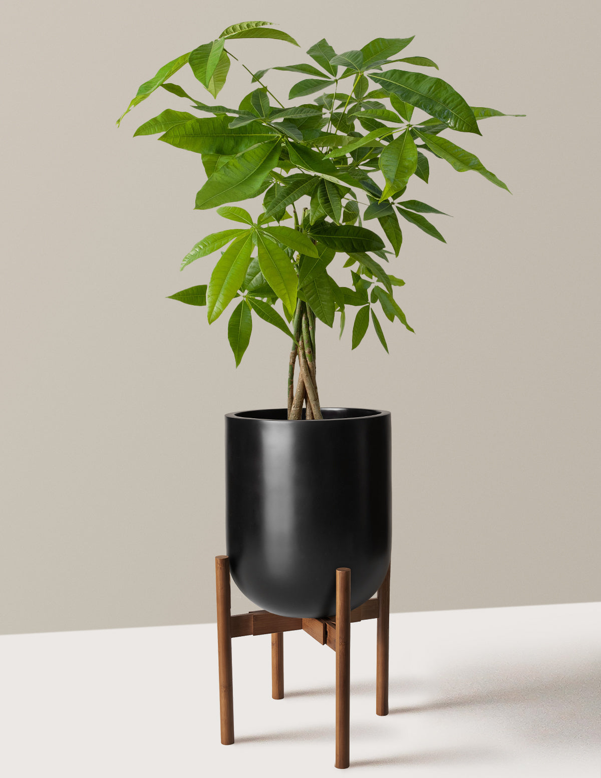 Para Ağacı (Money Tree)