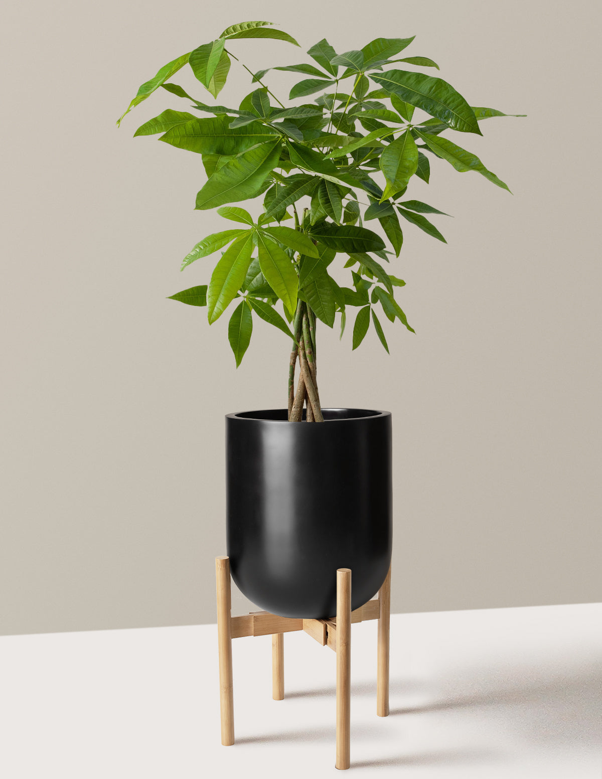 Para Ağacı (Money Tree)