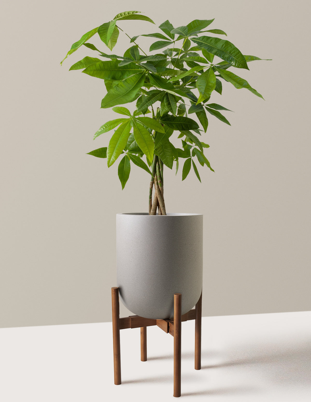 Para Ağacı (Money Tree)
