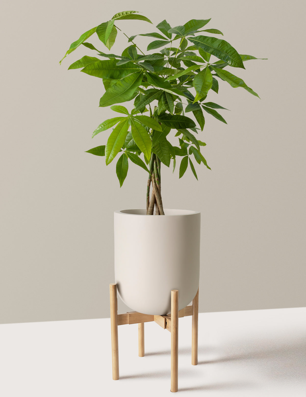 Para Ağacı (Money Tree)