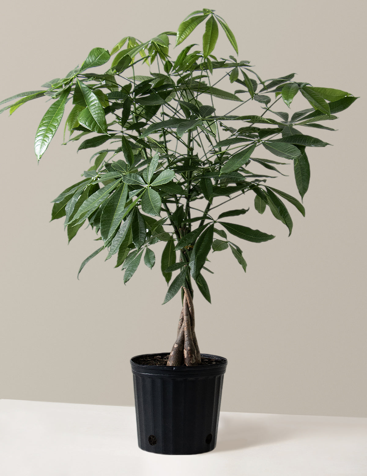 Para Ağacı (Money Tree)