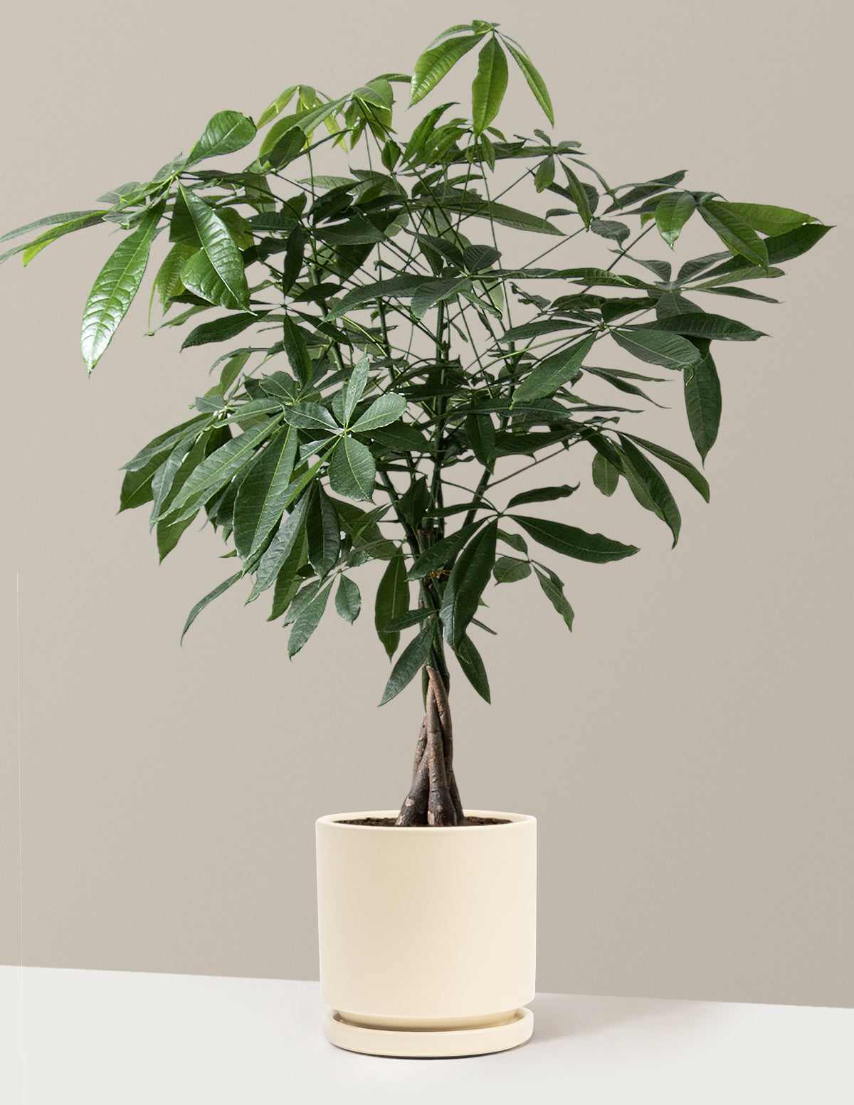 Para Ağacı (Money Tree)
