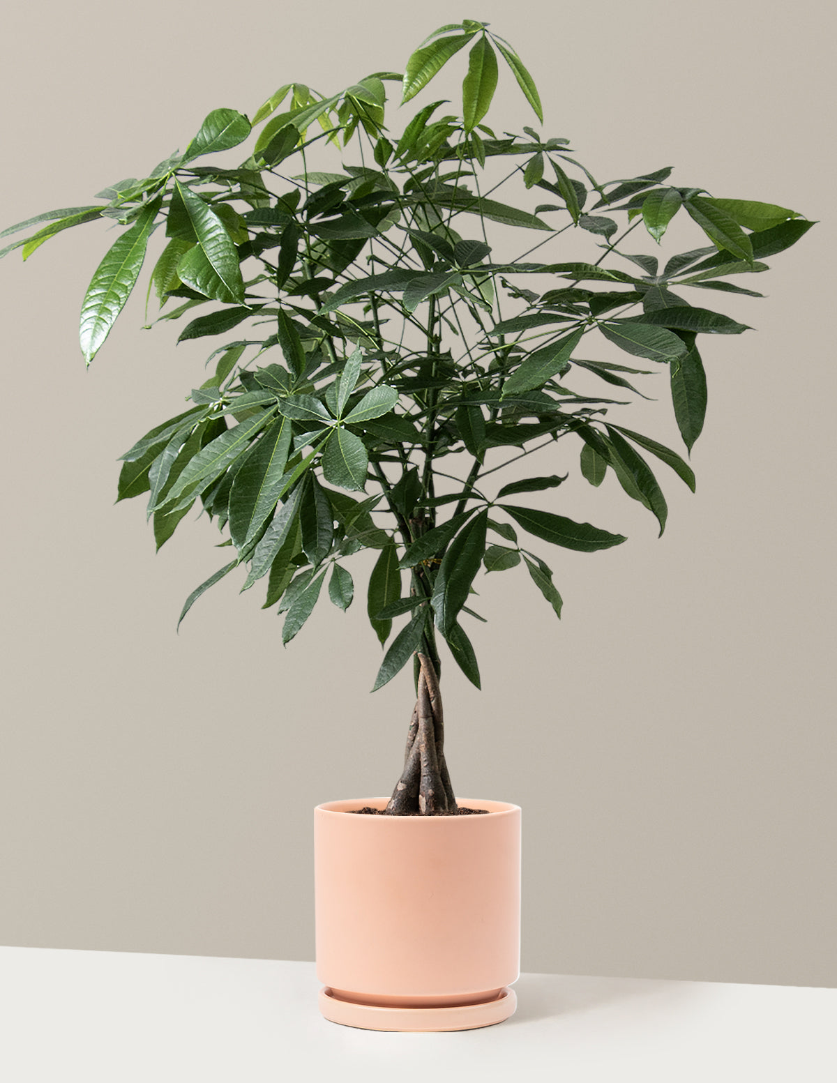 Para Ağacı (Money Tree)