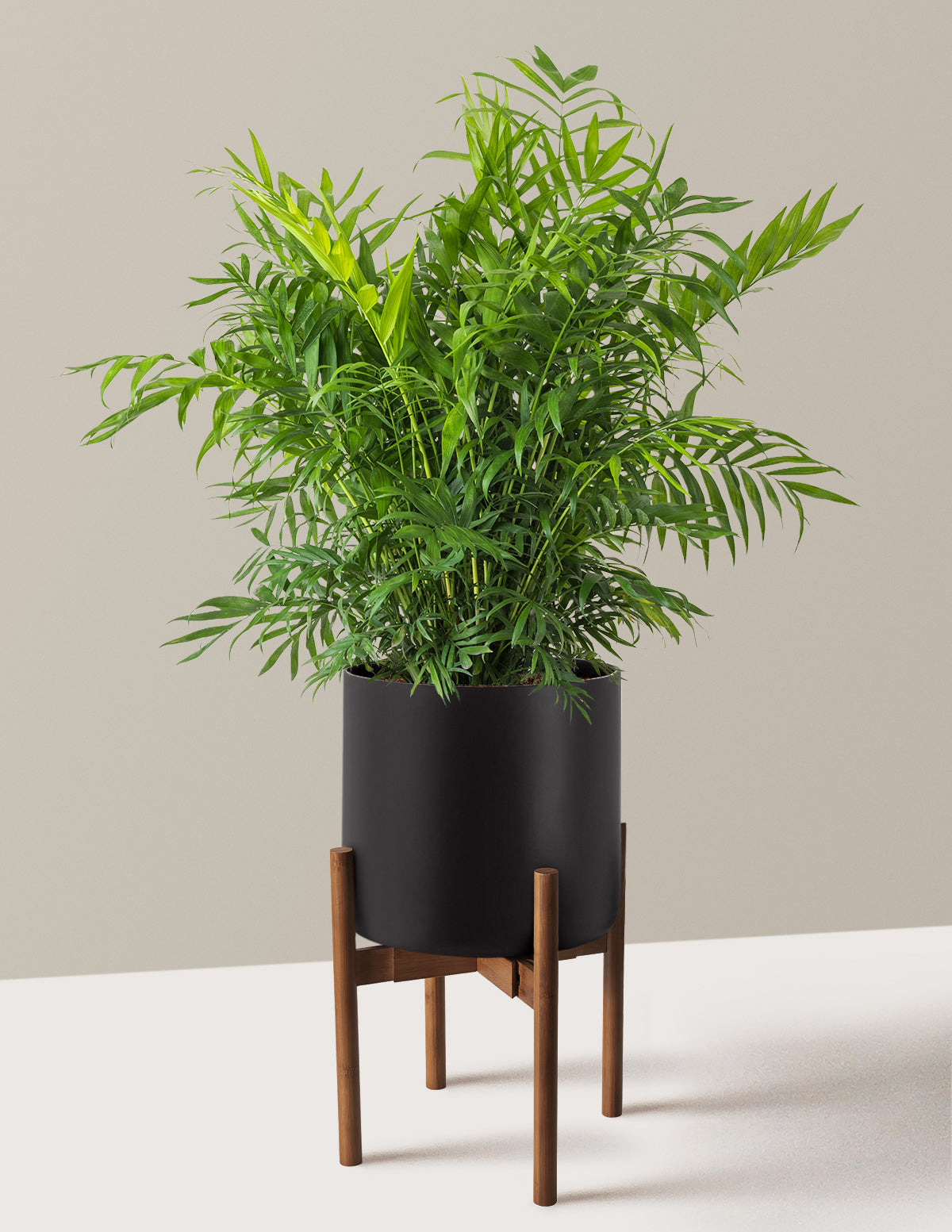 Parlor Palm (Salon Palmiyesi)