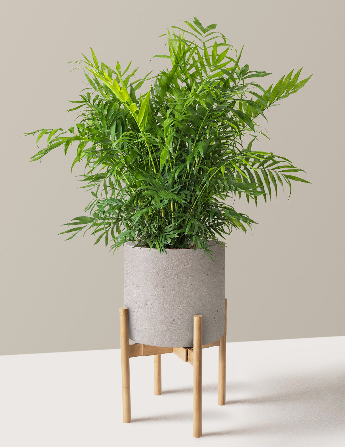 Parlor Palm (Salon Palmiyesi)