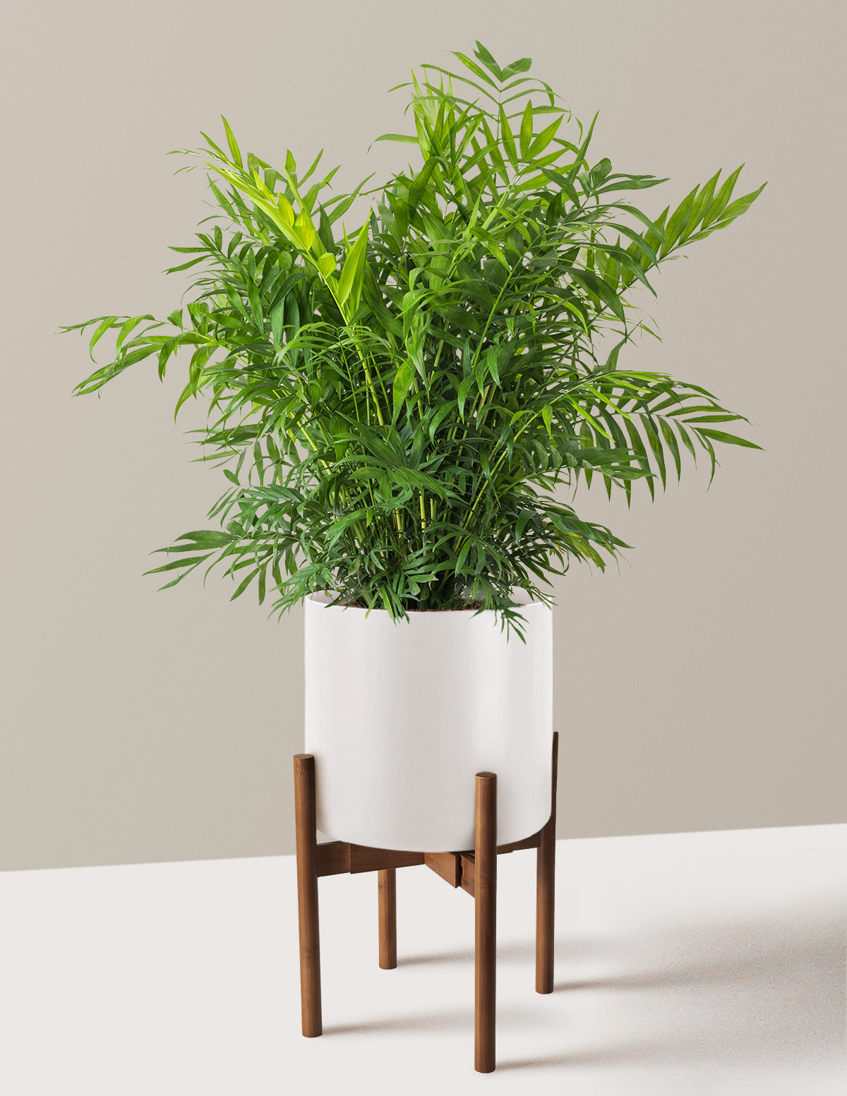 Parlor Palm (Salon Palmiyesi)