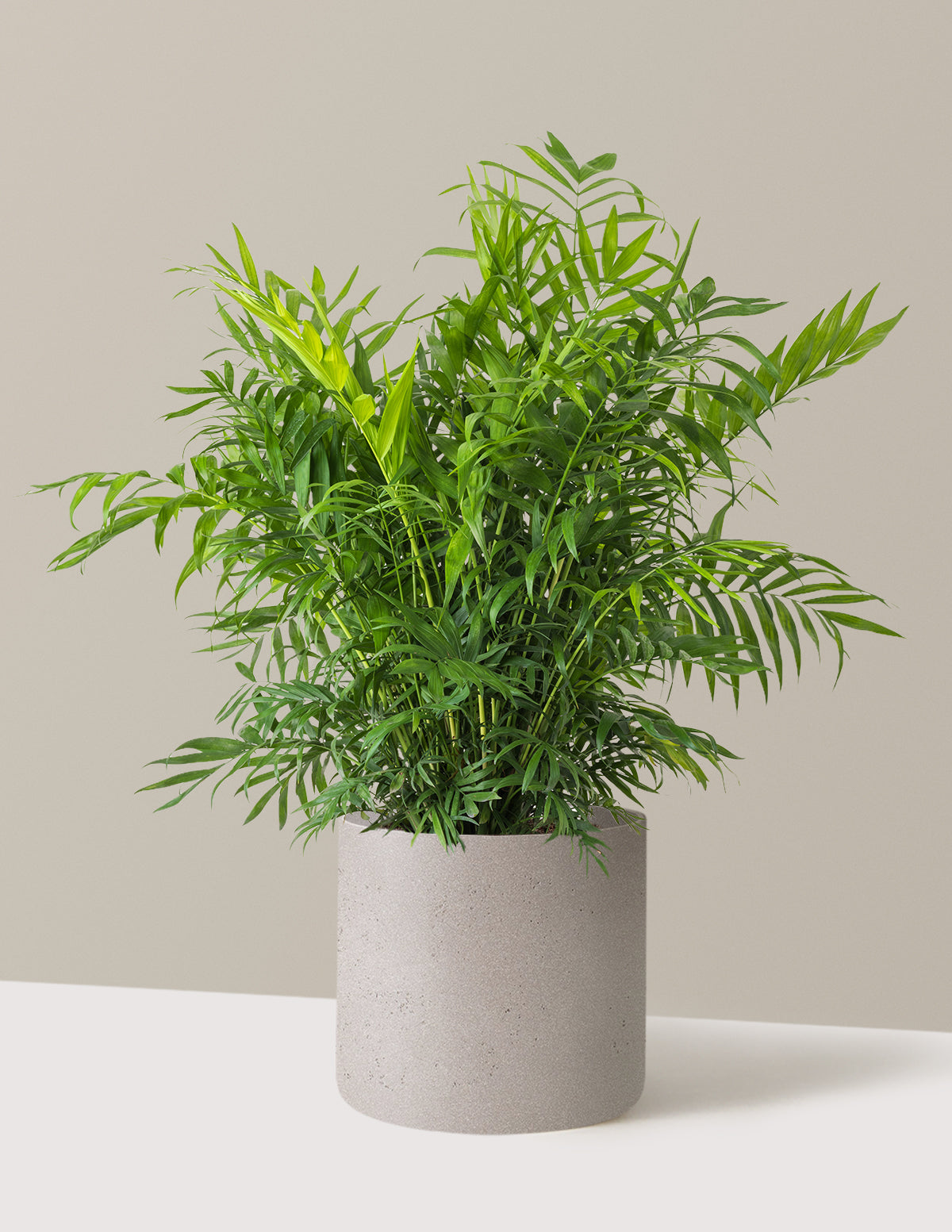 Parlor Palm (Salon Palmiyesi)