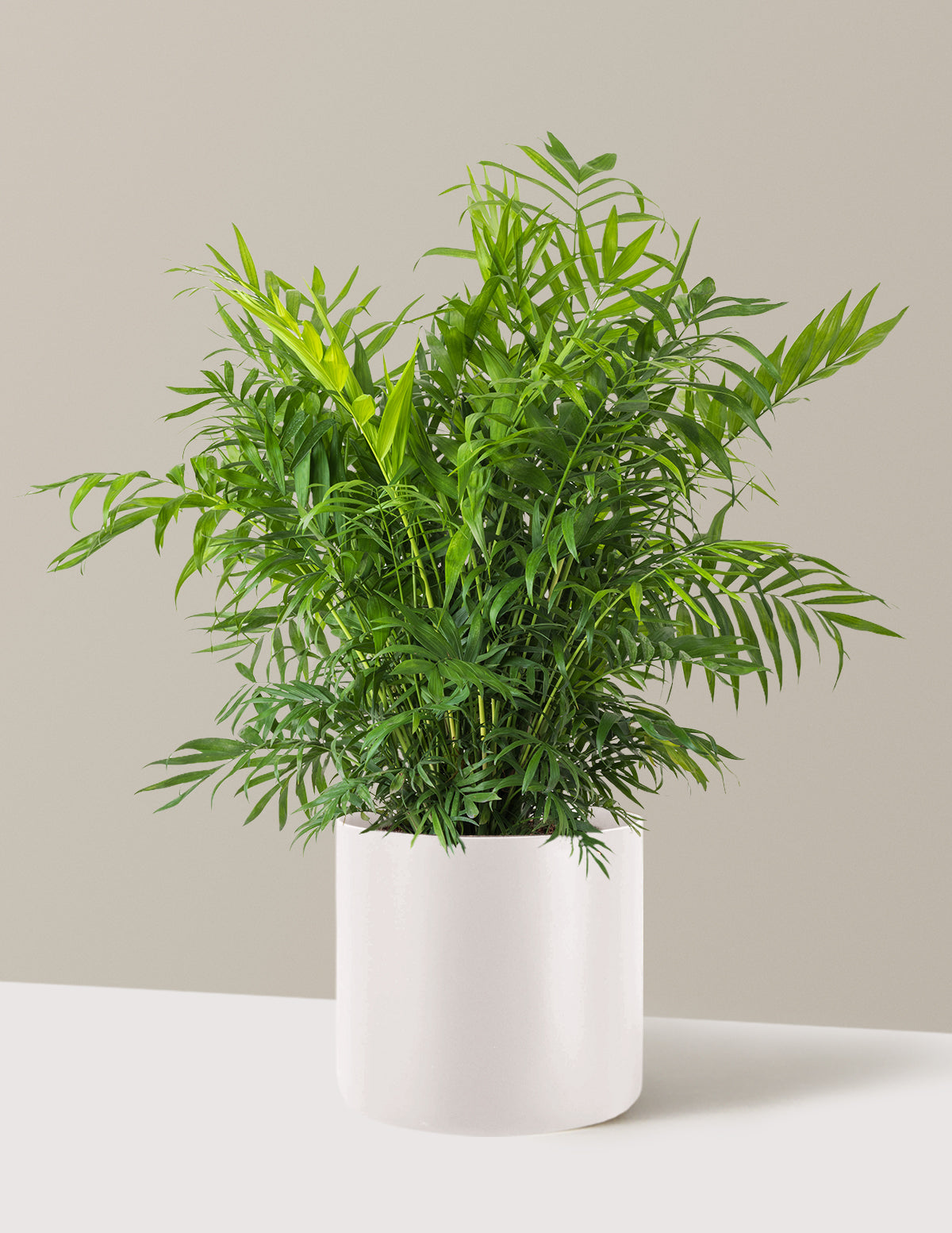 Parlor Palm (Salon Palmiyesi)