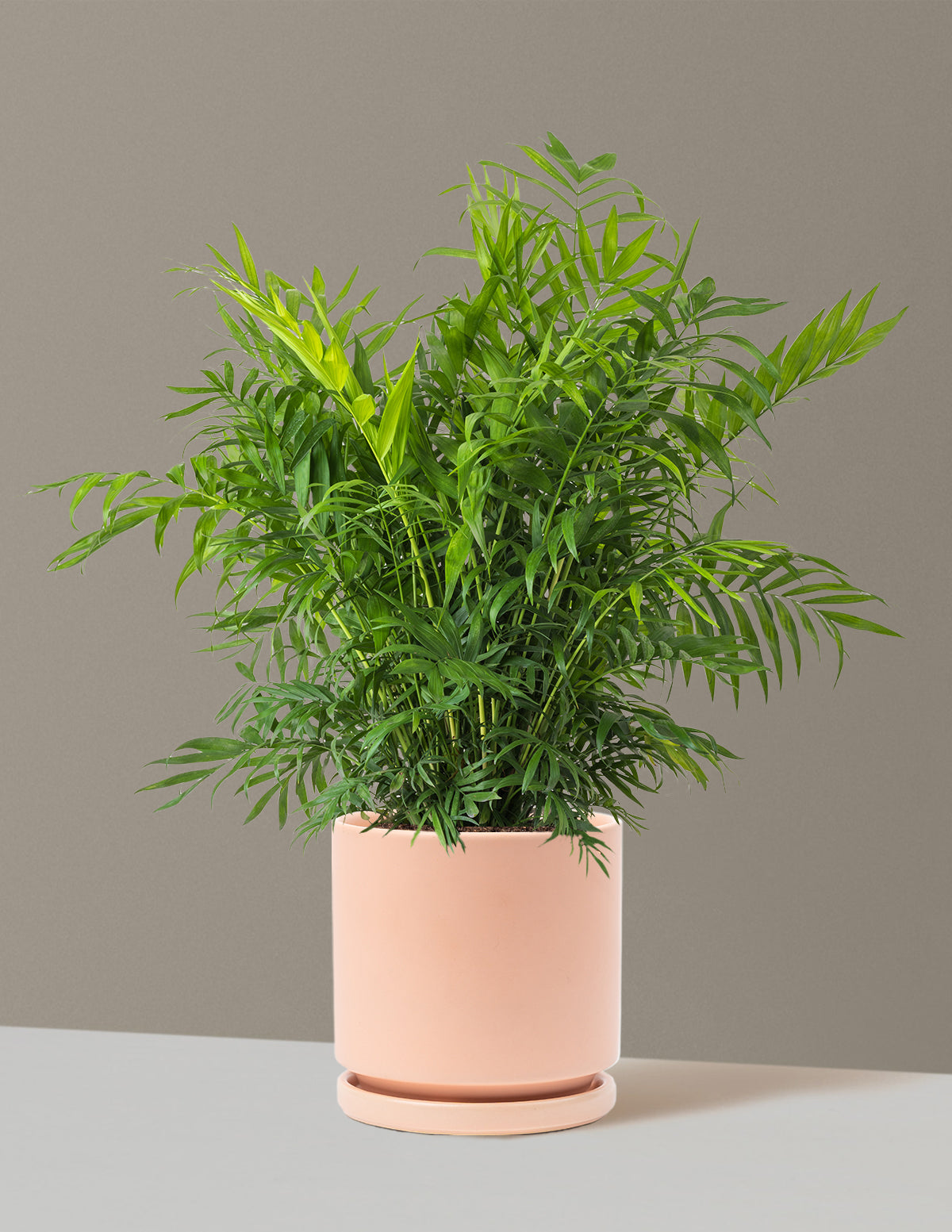 Parlor Palm (Salon Palmiyesi)