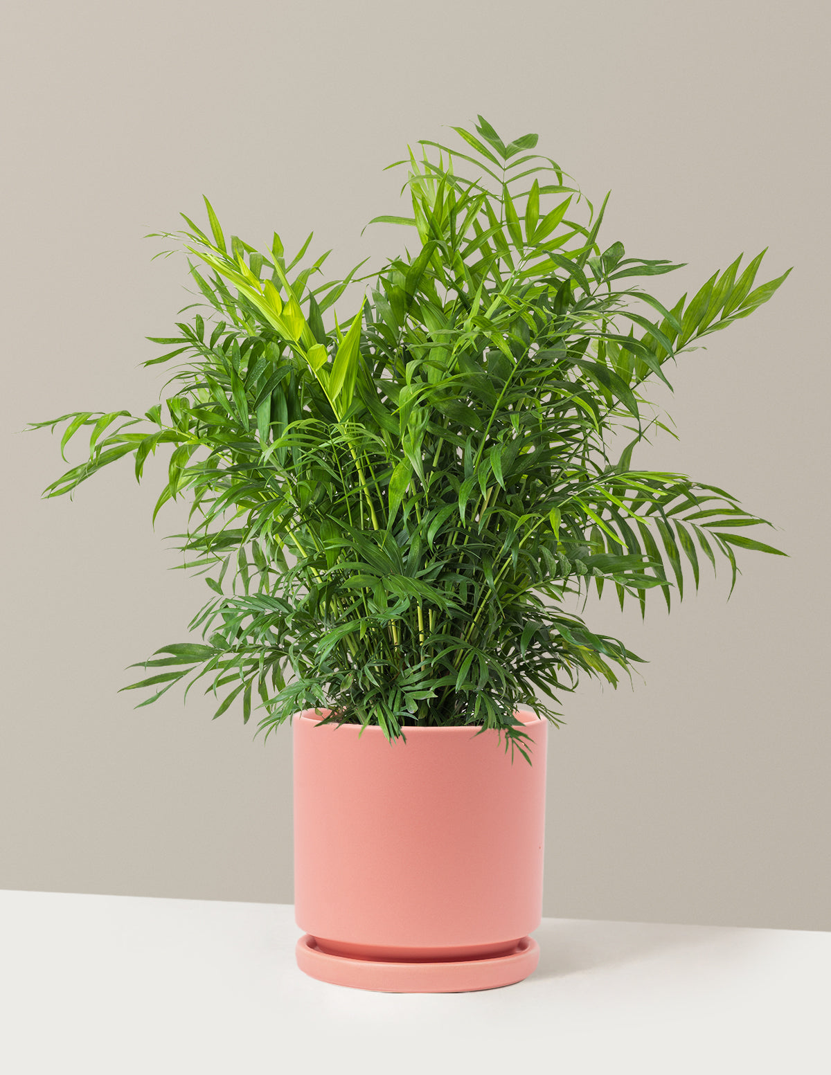 Parlor Palm (Salon Palmiyesi)