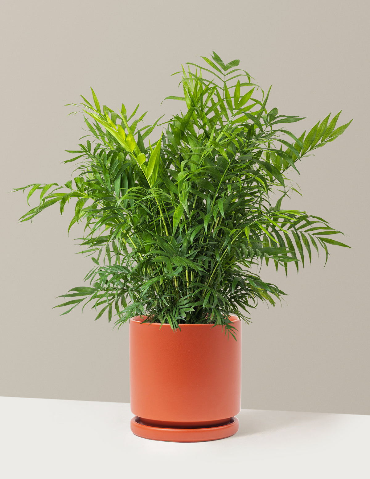 Parlor Palm (Salon Palmiyesi)