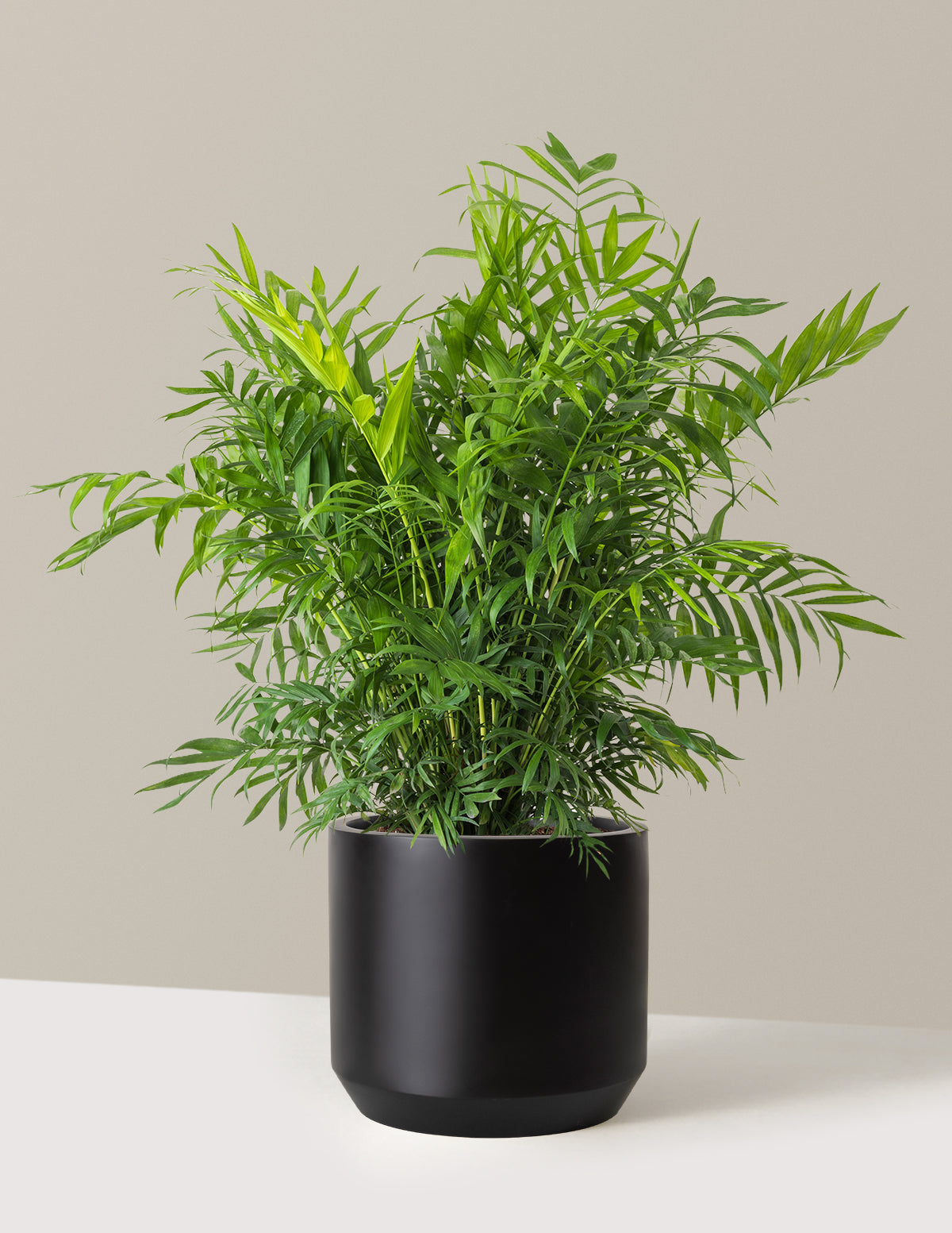Parlor Palm (Salon Palmiyesi)