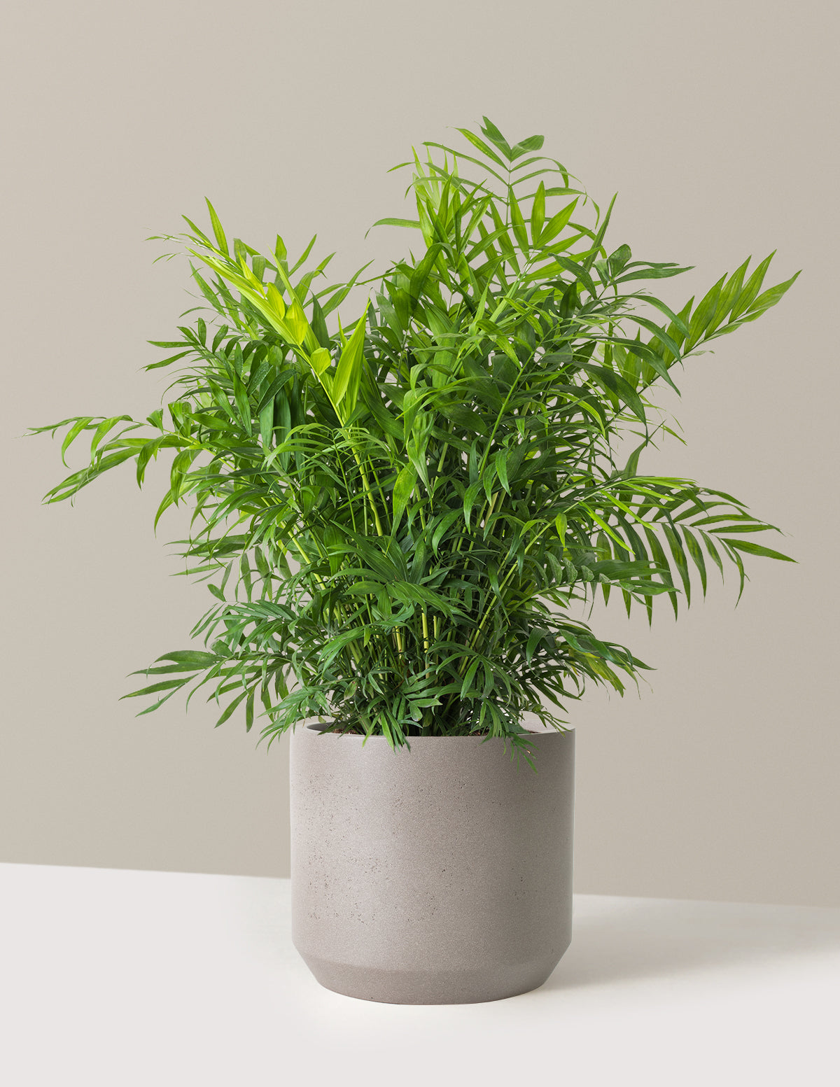 Parlor Palm (Salon Palmiyesi)