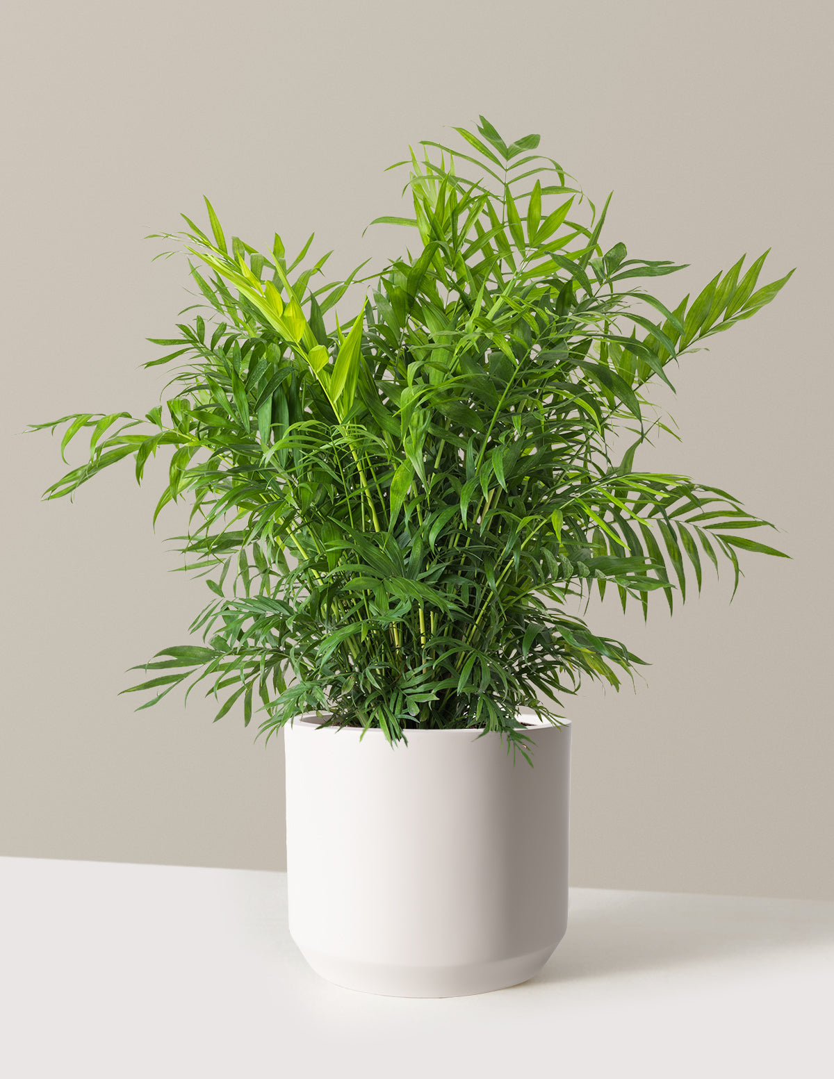 Parlor Palm (Salon Palmiyesi)