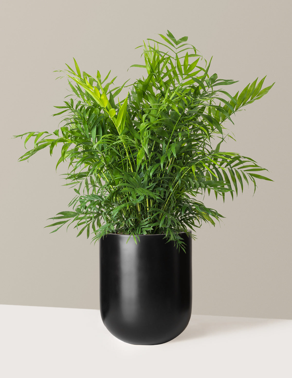Parlor Palm (Salon Palmiyesi)