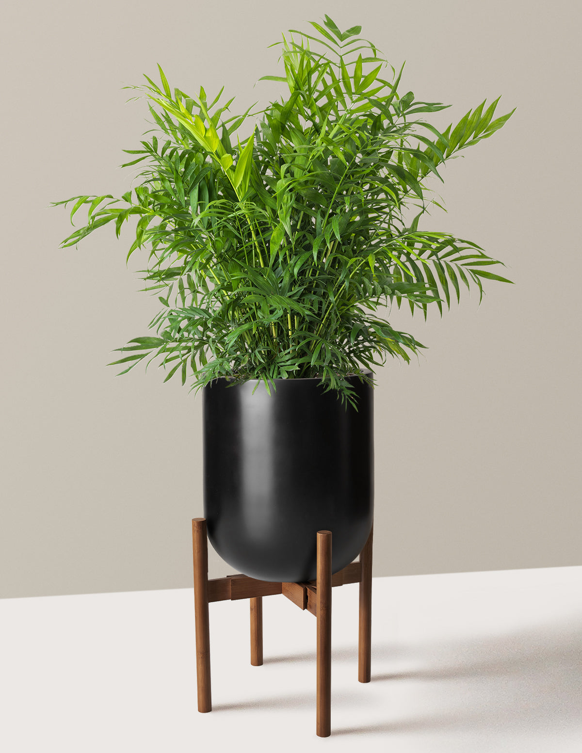 Parlor Palm (Salon Palmiyesi)