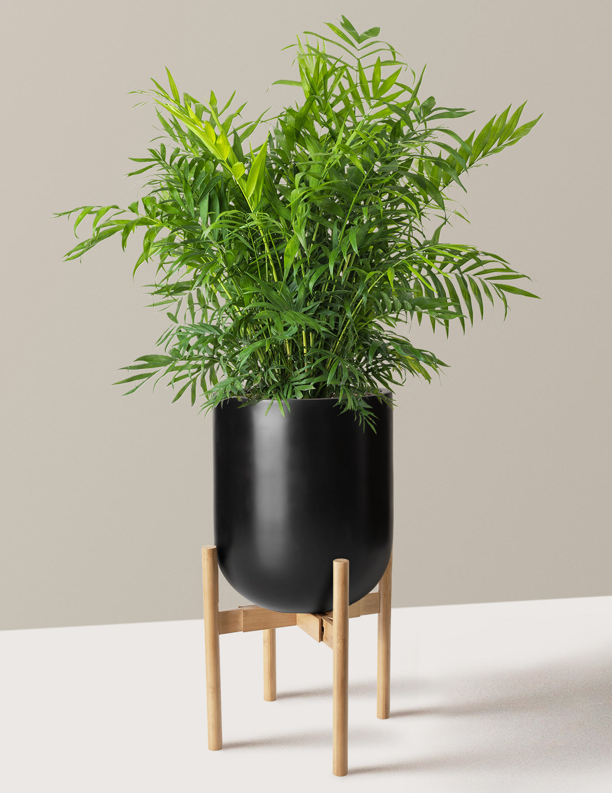 Parlor Palm (Salon Palmiyesi)