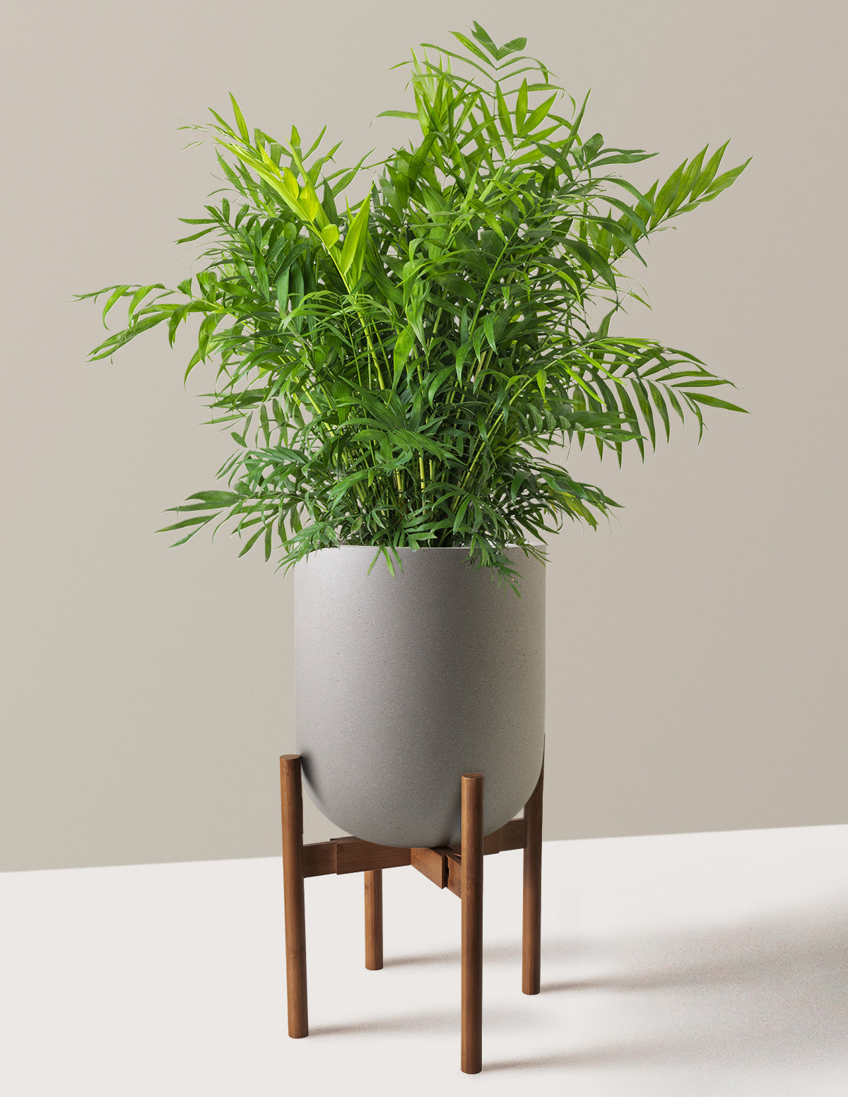 Parlor Palm (Salon Palmiyesi)