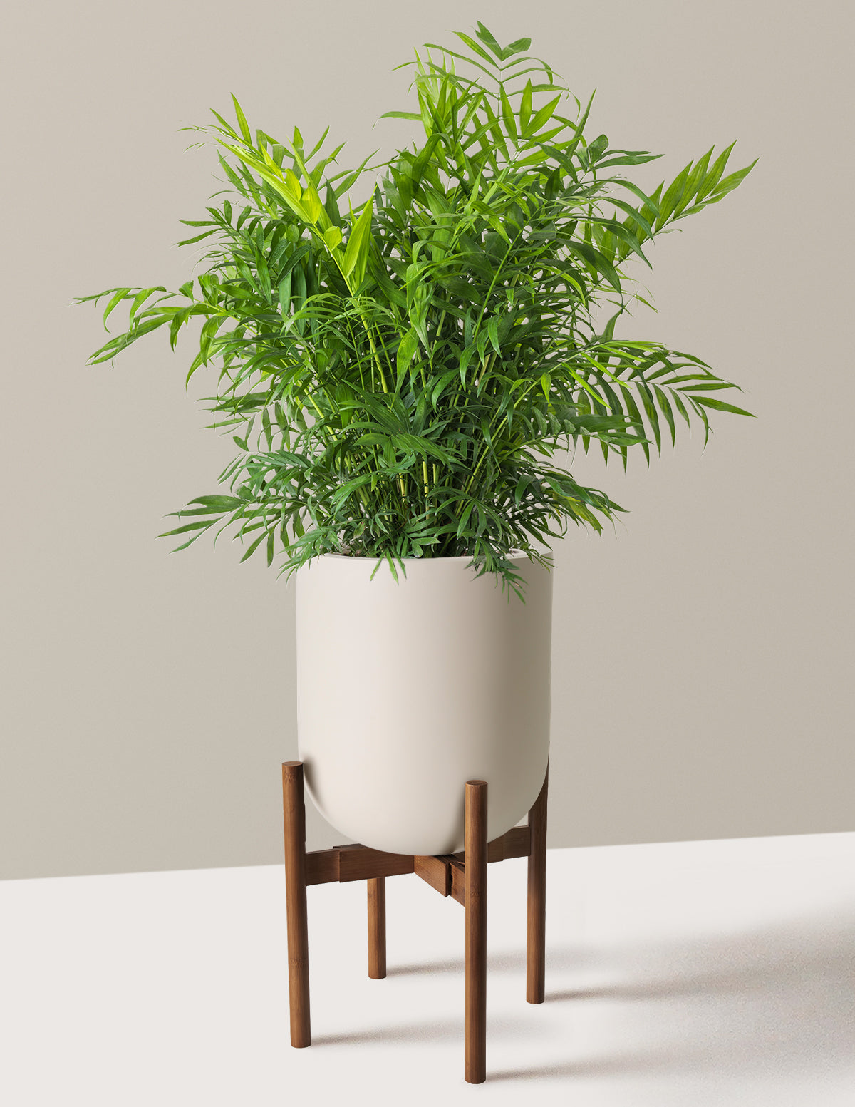 Parlor Palm (Salon Palmiyesi)