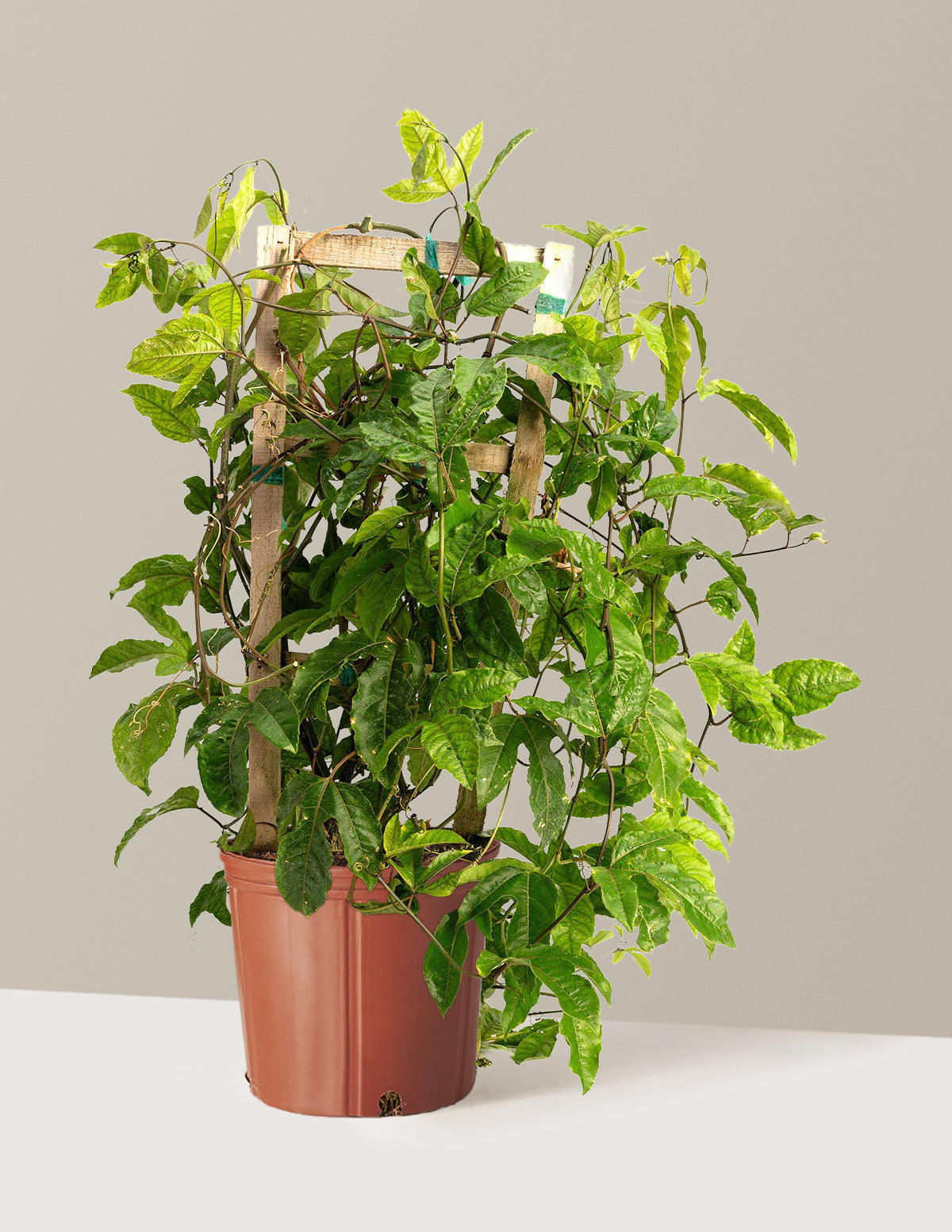 Passion Fruit (Çarkıfelek Meyvesi)