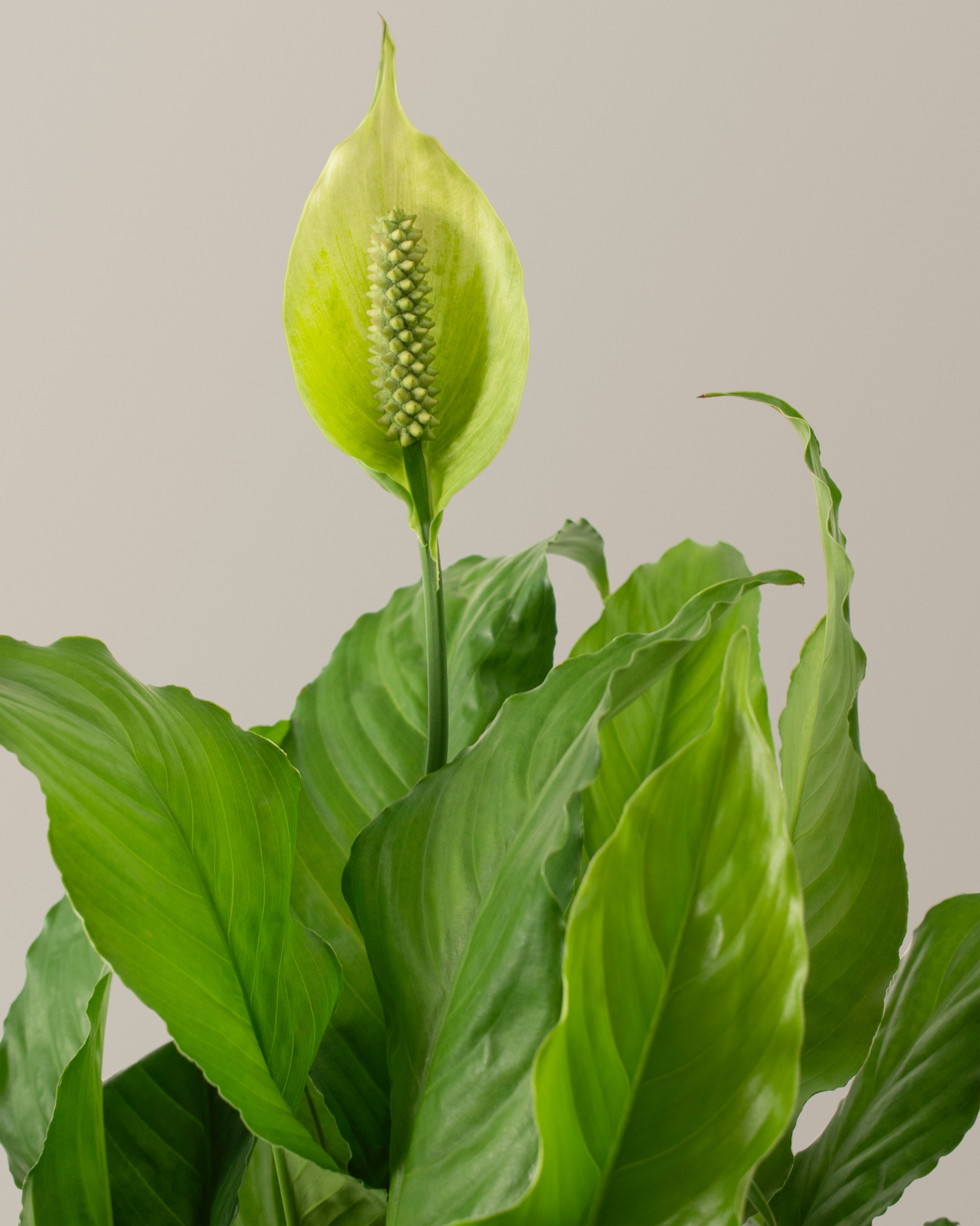 Barış Çiçeği (Peace Lily)
