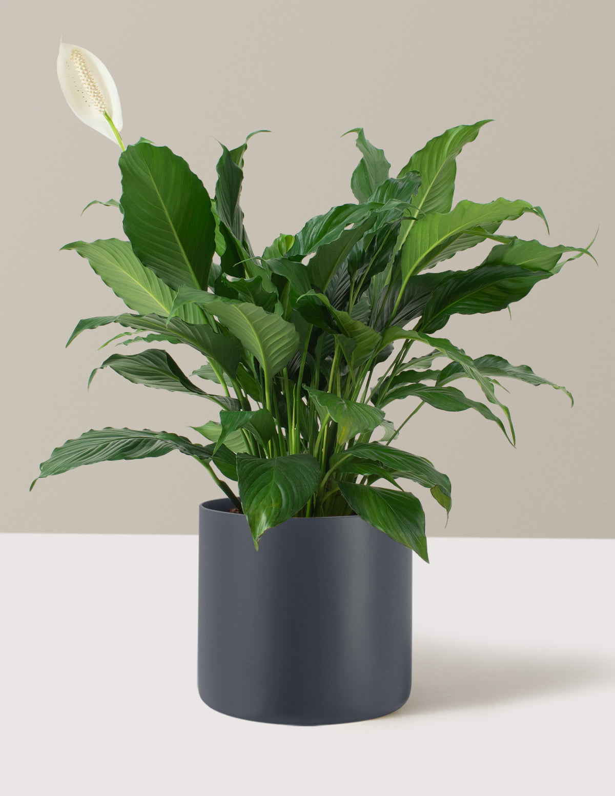 Barış Çiçeği (Peace Lily)