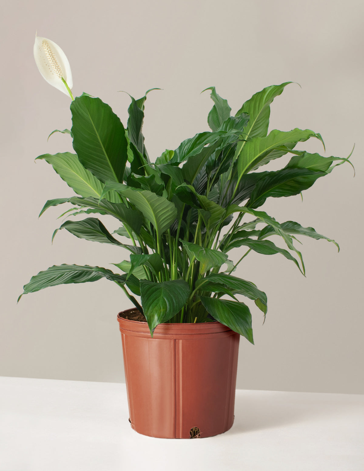 Barış Çiçeği (Peace Lily)